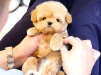 Maltipoo köpeklerim