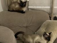 Yavru Siyam Kedileri Son 2 Dişi