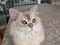 British Longhair Ay11 Erkek Yavrumuza Yuva Arıyoruz