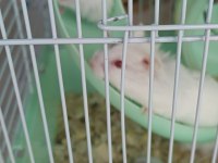 Albino yavru hamsterler
