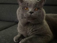 Safkan british shorthair