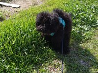 6 Aylık Siyah Toy Poodle