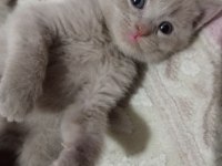 Renk renk erkek ve dişi british shorthair bebekleri