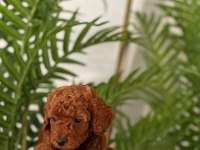 Toy Poodle 2,5 Aylık Yavrular