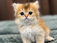 British longhair / shorthair & golden point