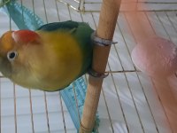 Aile Evinden Yavru Cennet Papağanı