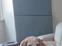 3 Yaşında Dişi Kısırlaştırılmış Beagle