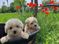 Irk Garantili Maltipoo Yavruları