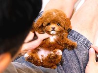 Toy Poodle Cins Yavrularım