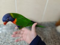 İlgi bağımlısı lori papağanı