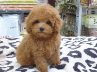 Toy poodle köpeği yavruları