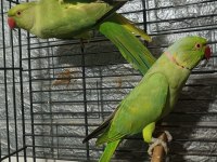 Takım kapalı bilezik pakistan papağanları