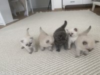 British/Scottish Yavrularımıza Yuva Arıyoruz