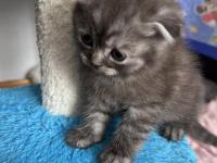 Gri Scottish Fold Erkek
