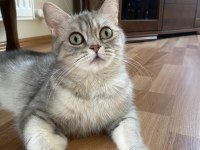 Dişi british shorthair kızımıza yuva