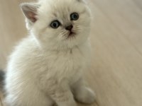 British Shorthair Yavrularımız