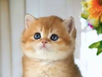 Show kalite british shorthair golden bebekler
