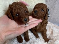 Toy Poodle Yavruları