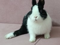 Hollanda Tavşanı