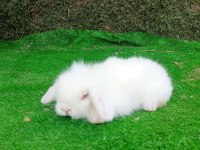 Hollanda teddy lop tavşan yavrularımız