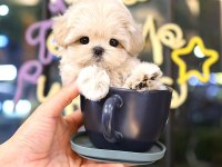 Cins Toy Poodle Köpeklerim