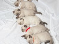 British Shorthair Sevimli Yavrular