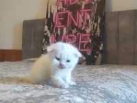 Gri Ve Beyaz Scottish Fold Bebekler