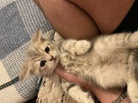 4 Yavru Scottish Fold Ve British Shorthair Kedimiz