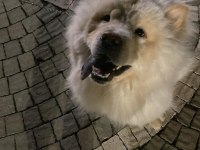 1 yaşında çok akıllı takip şartı ile ücretsiz çin aslanı