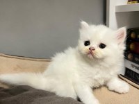 British shorthair ve british longhair yavrular