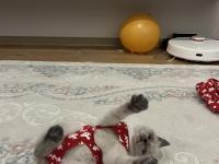 3.5 Aylık British Shorthair Bluepoint