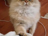 Veteriner Kontrollü British Yavrular