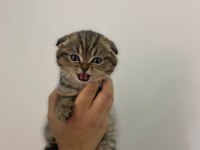 Scottish Fold Erkek Bebek