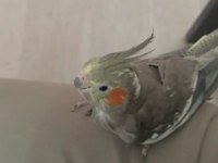 Yavru Sultan Papağanı Sahiplendirme