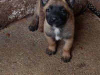 A Kalite Full Maske Kalite Belçika Malinois