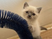 Müthiş Güzellikte Blue Point British Shorthair Kızımız