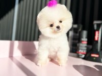 Türkiye'nin en seçkin pomeranian boo (ayı surat) garantili yavruları