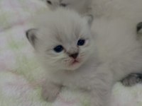 British shorthair erkek kedimiz