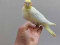 35 Günlük El Besleme Bilezikli Ev Üretimi Yavru Sultan