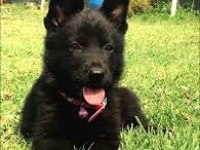 %100 safkan siyah (solid black) alman kurdu