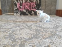 Lilac Ve Beyaz Renkli British Yavrular