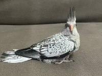 Evcil Yavru Sultan Papağanı