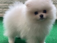 Pomeranian boo köpeği yavruları