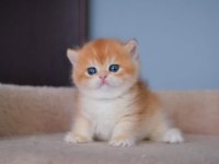 Şampiyon Golden British Shorthair Yavrumuz