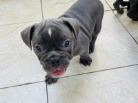 French Bulldog Köpeklerim