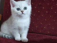 British Shorthair Kedileri