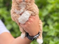 Toy Poodle Bebek Köpeğimiz