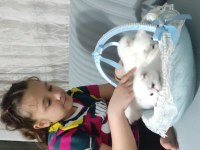 Kartopu Yavru Kediler Yeni Ailelerini Bekliyorlar