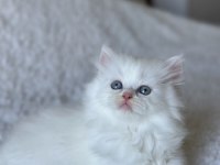 Pamuk Gibi Mavi Gözlü British Longhair Yavrum