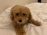 A Kalite Maltipoo Yavrularımız Sizler İle